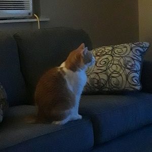 Meet your Posher, Rebecca